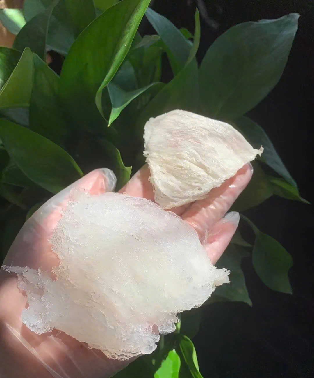 Chân rìa rút lông khô